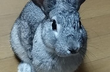 Looking for someone in Japan to love a bunny