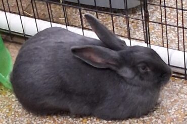 I love working at the shelter