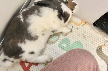 She flopped next to me!