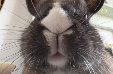 You got nanners?