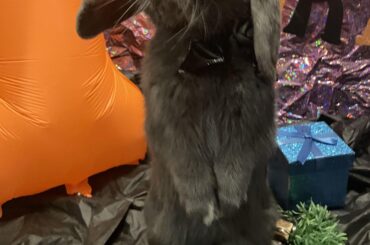 Happy first birthday blueberry Alan
