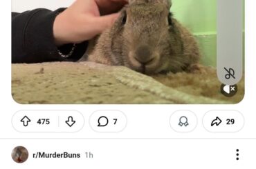 There are two types of bunny