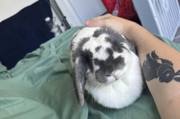 My bun has a rabbit shaped spot!