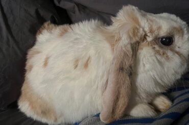Sprout passed away at 10 years old today🌈 hearing the little guy crunch his teeth during head pets was one of the greatest pleasures of my life.