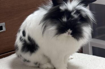 how to cope with not being able to afford vet bills?