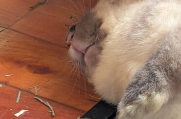 Lil mouf
