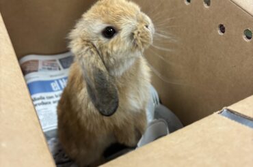 Look at this adorable shelter bunny 🥺