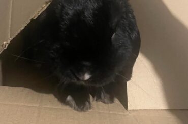 happy international rabbit day!