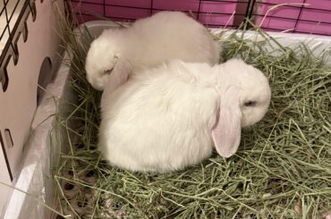Update on bunnies spay!