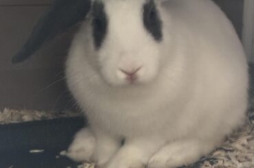 What age will my lop rabbit's ears fully drop?