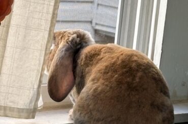 House bunny- how to keep nails shorter?