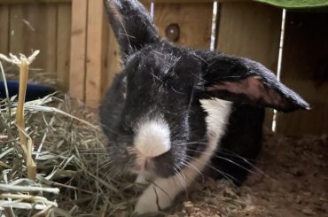 Anyone have experience with TECA BO in elderly rabbits?