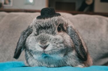 Breed recommendations.