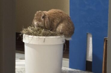 Chispas bunny