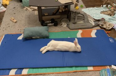 Lenny's yoga studio is open for business!