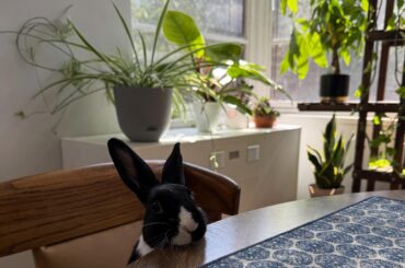 She learned how to jump on chairs today and now stares at me like this during Zoom meetings