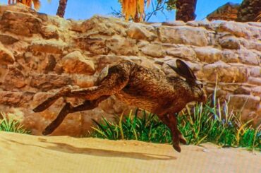 Iraqui Bunny in AC mirage