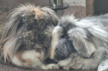 As I journey through grief I find release in writing, so if you wish please view my second poem dedicated to spirit and sienna focused on cleaning their house