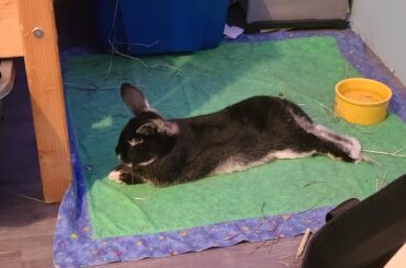is there anyone in British Columbia who would be willing to travel to Smithers to rehome my boy. More in body text