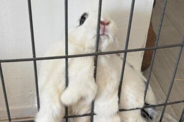 Kiwi likes to get stuck on purpose sometimes
