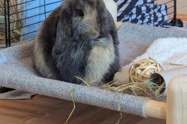 @Fluffy-Rhubarb9089 wanted more evidence to inspect whether my bun is an adorable little floof or not 🐰