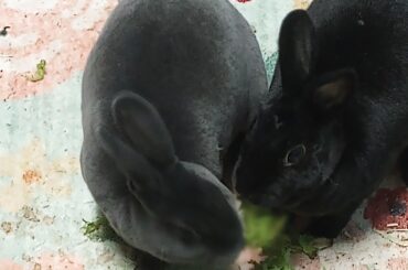 Whole pile of lettuce and they fight over one leaf