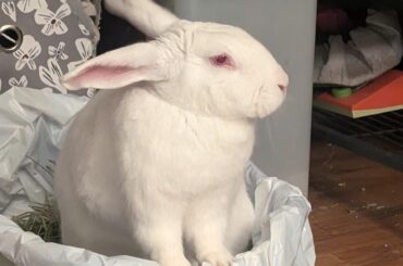 Rabbits & Radiators