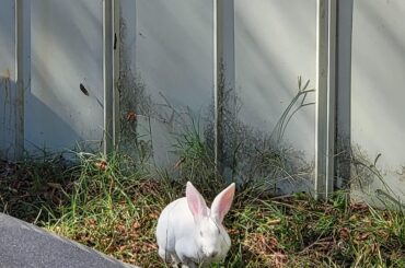 Missing Pet?