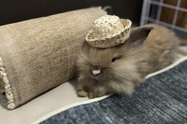 Bunny with hat