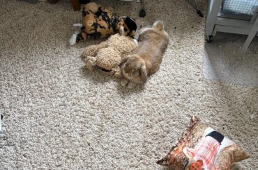 Bunny or Stuffy?