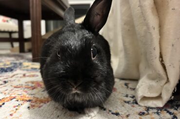 I took this picture and started freaking out that maybe one of Miss Tiggles eyes was bulging but as you can see in the picture in the comments it is not and she’s just cute! 😅