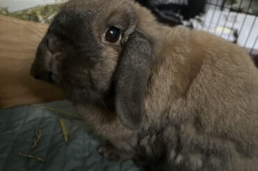 had to say goodbye yesterday a month shy of his 10th birthday