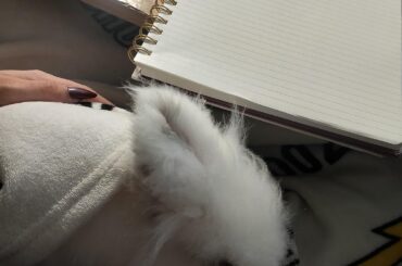 Study bun xx