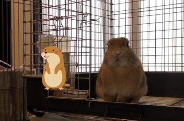 Senta simulates. Is he an otter or a prairie dog  🦦🐶?