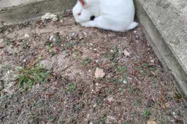 Update on dumped rabbit