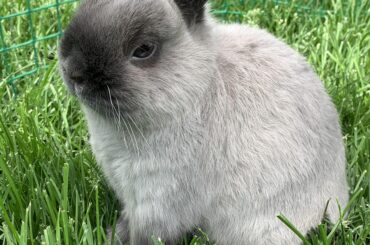Rabbit balance questions