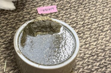 Gladys (rabbit) decided to make her own Instant Oatmeal