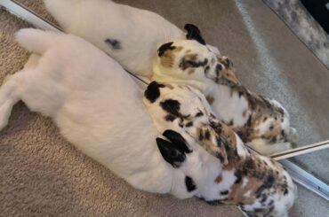 Snowball left us to be with his love.