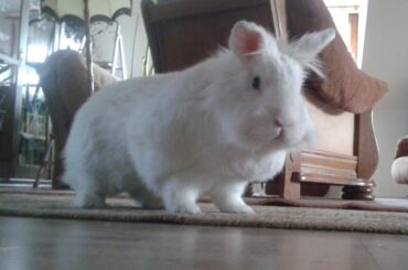 My little cow, Flower. I adopted her more than eight years ago. She still calls me to play.