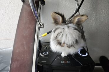 Help taking care of lionhead's hair