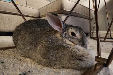 I wish I had a built in pillow too