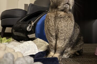 Rabbit Insurance Premiums increasing for worse coverage?