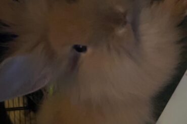 tips on introducing bunnies?