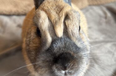 Nina's molting pattern is rabbit shaped