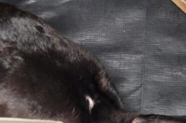 Wondering about this baldish spot on the back of her neck. Is this something I should be concerned about?