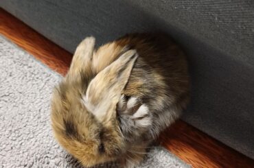 Tiny lil baby bun toes