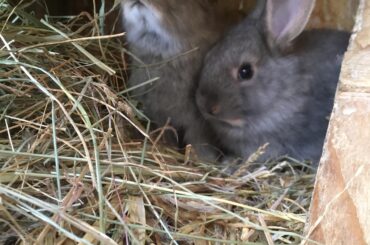 (OC) shy but also curious little bunnywabbits
