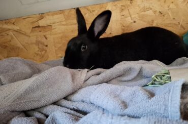 UPDATE - Advice abt family members rabbit