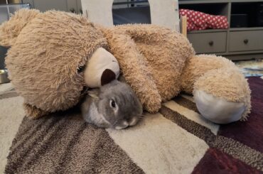 Giant teddy is higher on the fluffle hierarchy than hoom 😓