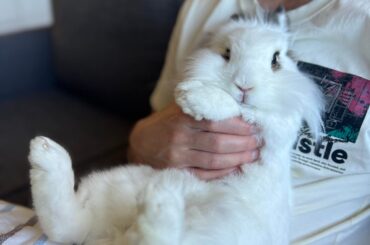Little Moo getting his nails trimmed